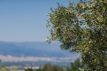 Olive tree on the background of the Greek city of Vergina
