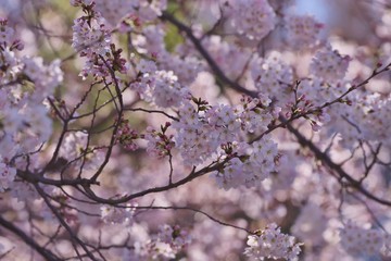 Cherry blossoms (Someiyoshino)
