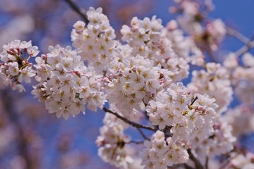 Cherry blossoms (Someiyoshino)
