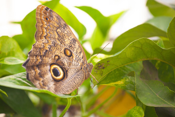 Owl butterfly (caligo memnon) on leaves