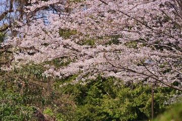 Cherry blossoms (Someiyoshino)
