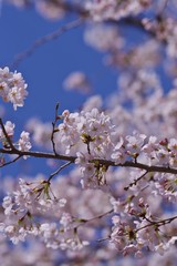 Cherry blossoms (Someiyoshino)
