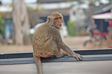 Monkey,  it is in the park at Thailand.