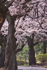 Cherry blossoms (Someiyoshino)
