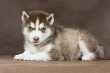 puppy Siberian husky on a brown background