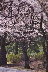 Cherry blossoms (Someiyoshino)
