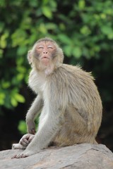 Monkey,  it is in the park at Thailand.