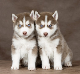 puppy Siberian husky on a brown background