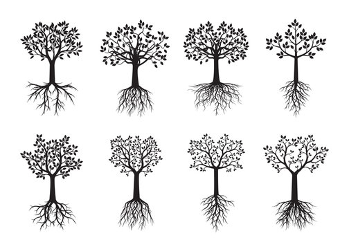 Set black Trees with Leaves and Roots. Vector Illustration.
