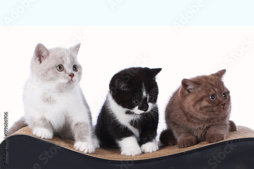 Three British Shorthair Kitten Sitting On A Cat Scratching Post