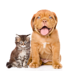 Happy puppy and kitten sitting together. isolated on white background