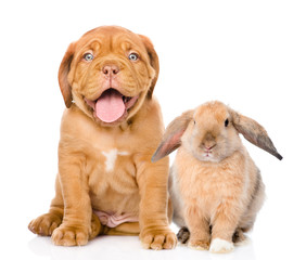 Happy dog and rabbit sitting together. Isolated on white background