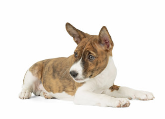 Basenji puppy in Studio on white background