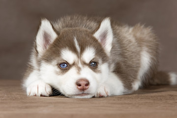 Fototapeta na wymiar puppy Siberian husky on a brown background