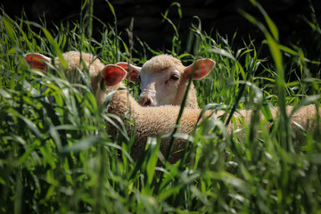 Two young sheep in the grass