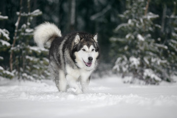 Alaskan Malamute in nature