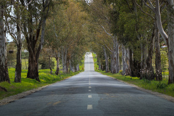 landscape of country road. Road tunnel of trees. Portugal