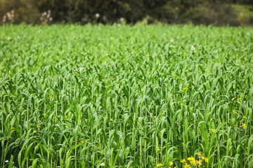 Obraz premium agricultural field