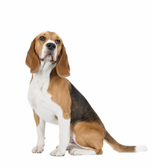 cute beagle dog isolated on white background