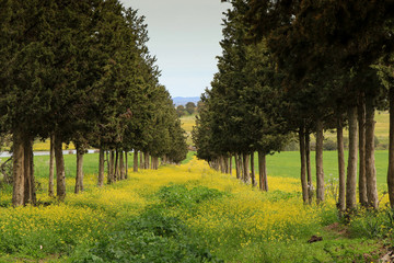Amazing Tree Tunnel with the ground covered by yellow flowers. Field in spring.
