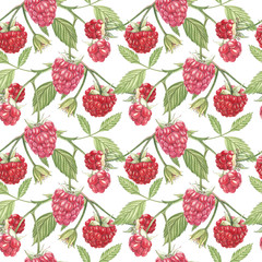 Hand drawn watercolor painting raspberry on white background. Botanical illustration. Seamless pattern