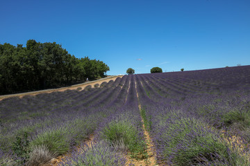 lavandes en Provence