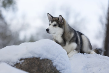 Alaskan Malamute in nature