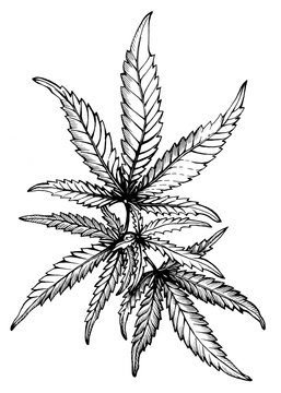 Graphic, a branch of Cannabis sativa (Cannabis indica, Marijuana) medicinal plant with leaves. Black and white outline illustration, hand drawn work. Isolated on white background.
