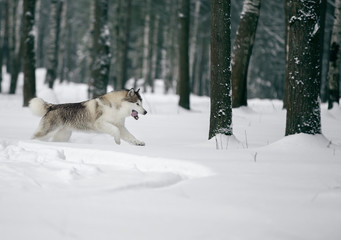 Alaskan Malamute in nature