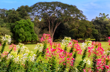 exotic flowers on a background of tropical forest and sky with clouds on a sunny day