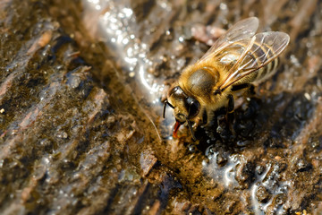 Macro photo bee that drinks water in springtime. Insects and water.