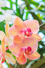Naklejka na ściany i meble Flowers of pink phalaenopsis orchids in sunlight. Inflorescence closeup