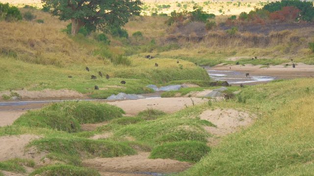 Baboons in Maasai Mara