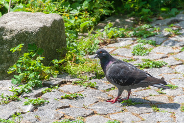 Taube