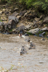 Naklejka na ściany i meble Zebras crossing the Mara River in Kenya. Masai mara, Africa