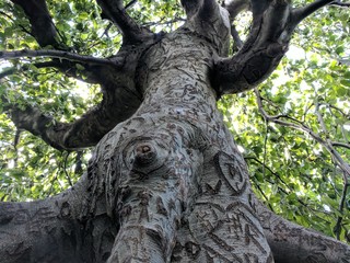 Fototapeta na wymiar Carved Love Tree