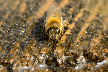 Macro photo bee that drinks water in springtime. Insects and water.