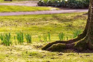 Fototapeta na wymiar Beautifully lit grass and tree trunk at Whitworth Park in Manchester