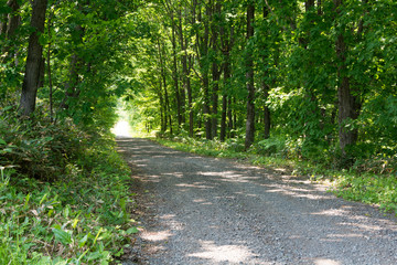 Obraz premium Jari Road otoczona świeżymi zielonymi drzewami