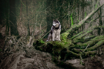 dog breed Siberian Husky in a dark forest