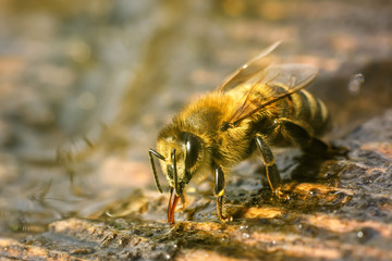 Macro photo bee that drinks water in springtime. Insects and water.