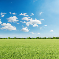 Obraz premium green agriculture field and blue sky with clouds