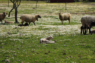 Fototapeta premium Flock of sheep in the field
