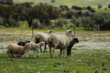 Naklejka na ściany i meble Flock of sheep in the field