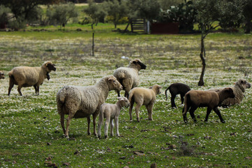 Obraz na płótnie Canvas Flock of sheep in the field