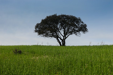 Tree in a green farming field with blue sky in background. Alentejo, Portugal