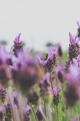 Lavender Flowers. Flowers texture in a field