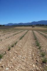 lavandes en Provence