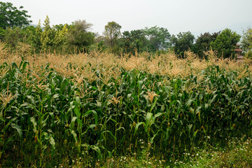 Obraz premium green field of corn growing up in farm