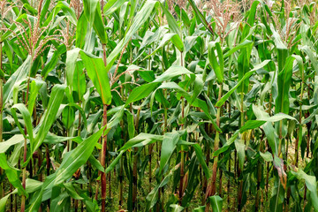 green field of corn growing up in farm